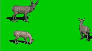Green screen video VFX effect dear animals Chroma key