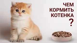 What to feed a kitten
