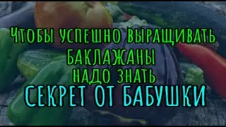 Чтобы успешно выращивать БАКЛАЖАНЫ надо знать
