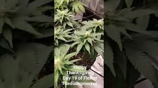 Day 19 of Flower #education #marshydro #ts1000 #goldleaf #weed #howto #gardening #marijuana #dank