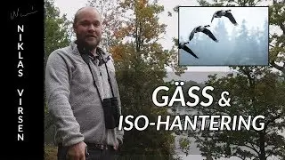 Gäss och ISO-hantering