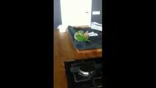 Quaker Parrot baby sweetheart
