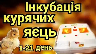 СТАВЛЮ ІНКУБАТОР З КУРЯЧИМИ ЯЙЦЯМИ // ВЕСЬ ПРОЦЕС ІНКУБАЦІЇ 1-21 ДЕНЬ