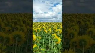 Бескрайнее поле 🌻🌻🌻