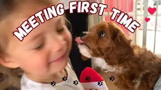 PUPPY BABY MEET | CAVAPOO | FURRY ADVENTURE
