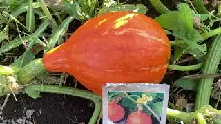 Тыква Ушики Кури