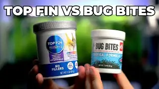 Better Than Bug Bites!?! Top Fin Tropical Fish Crumbles Review