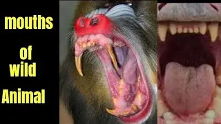 Amazing mouths #animals #mouthsounds #amazing #wonderful #junglebook