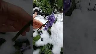КАК ЖАЛКО ! ЦВЕТЫ ЗАМЕРЗЛИ #цветы