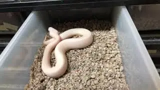 Reptile Facility Tour (Late 2018/Early 2019)