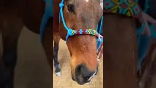Horse Girls with Animals! Meet Our Horse Bubba! 