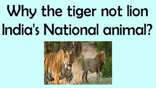 IAS Interview Questions || Why the tiger, not lion India's National animal? || General Knowledge