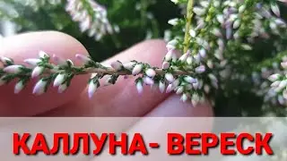 Каллуна - вереск. Уход, размножение. Комнатные цветы.
