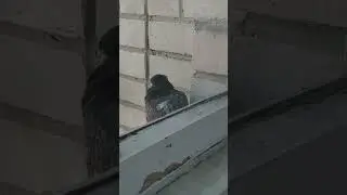 Реакция голубя мем | Pigeon reaction mem 