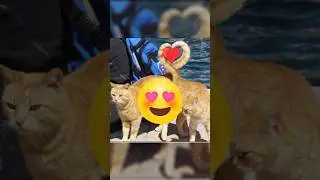 Perfect photos |😍| perfect things part 16