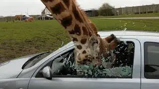 girraffe
