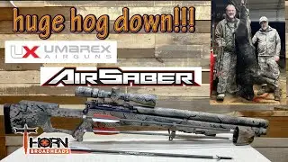 Huge Hog With The Umarex Airsaber
