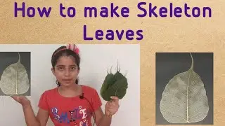 How To Make Skeleton Leaf Without Chemical At Home|DIY Skeleton Leaves| Amazing Science Experiment|