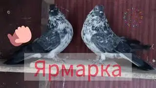 Николаевские голуби.Всех приглашаем на ярмарку.