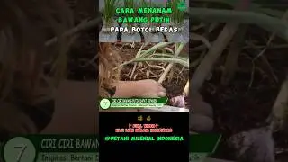 Panen Bawang Putih Pada Pot #petanimilenial #bercocoktanam #inspirasibertani #shorts #inspirasitani