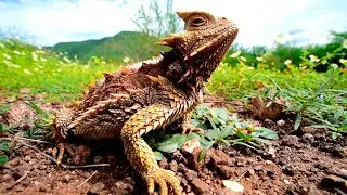 Lagarto llora sangre.