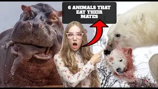 From Romance to Cannibalism: These 6 Animals Feast on their own Lovers! Can You Believe It?