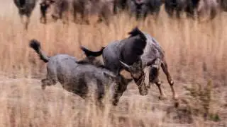 Antelope Park Zimbabwe - Winter 2016 (Part 2)