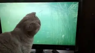 Персик ловит рыбу!