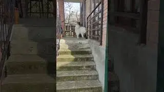 Харлюша и Томик неразлучники.