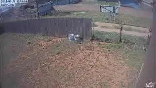 Hello little Fox.