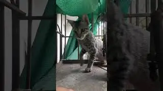 WOW !!!! WHY THIS KITTEN ACTING WILD AND WEARED TODAY #cat #kitten