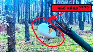 КРОКОДИЛЬЕ ЯЙЦО.  ВЛОГ.