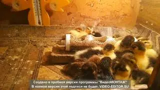 Утята