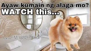 Aso o Pusa na ayaw kumain? Isang karaniwang dahilan…