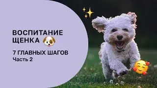 7 ШАГОВ В ВОСПИТАНИИ ЩЕНКА, КОТОРЫЕ НЕЛЬЗЯ ПРОПУСТИТЬ. ЧАСТЬ 2