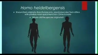 Homo heidelbergensis