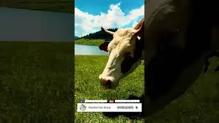 En son ne zaman çıplak ayak yeşilliklerde yürüdün ve bir inek sevdin.