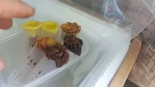 Инкубатор 12 вольт в машине