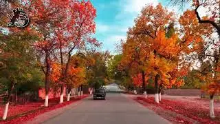 Шекафтар күз айы