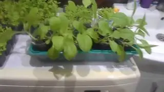 Рассада табака ( 2 месяца от роду )