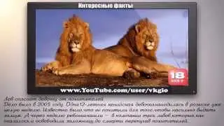 ЖИВОТНЫЕ СПАСАЮТ ЛЮДЕЙ