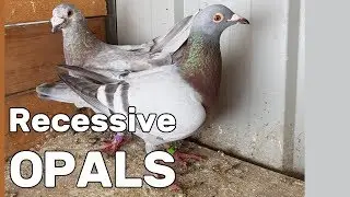 Recessive Opal Variability - Rare Coloured Racing Pigeons