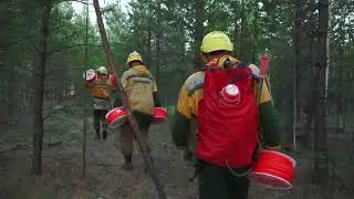 30 ти секундный видеоролик О сбережении лесных ресурсов России