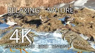 🎧 RELAXING NATURE. SEA WAVES AND SEA BIRDS 4K. RUDDY TURNSTONE/ARENARIA INTERPRES. PAÍS VASCO.