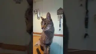 lindo
