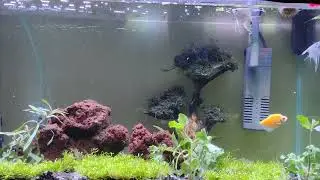 view aquascape emang paling adem buat diliat