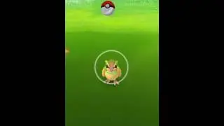 How to catch Pidgey - Pokemon Go