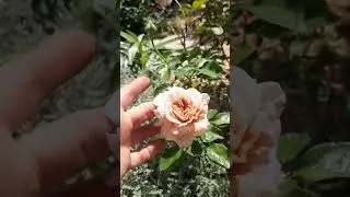 Роза Саггитариус