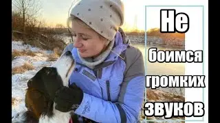 Как приучить собаку к новым громким звукам. Один из уроков курса "Мой умный щенок"