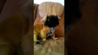 10 фактов о моей собаке